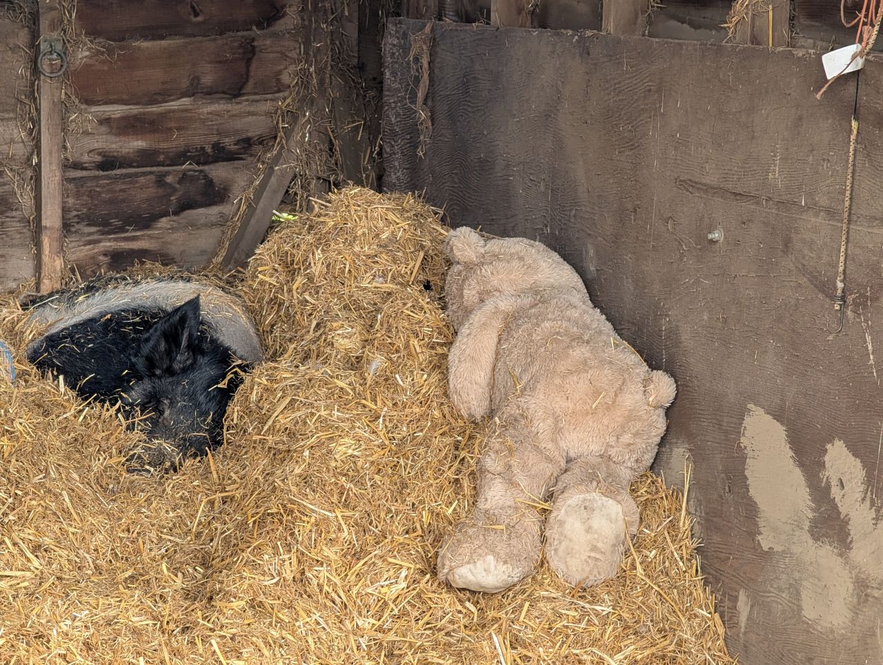 2026-04-12 07 Haddiscoe and Toft Monks.jpg